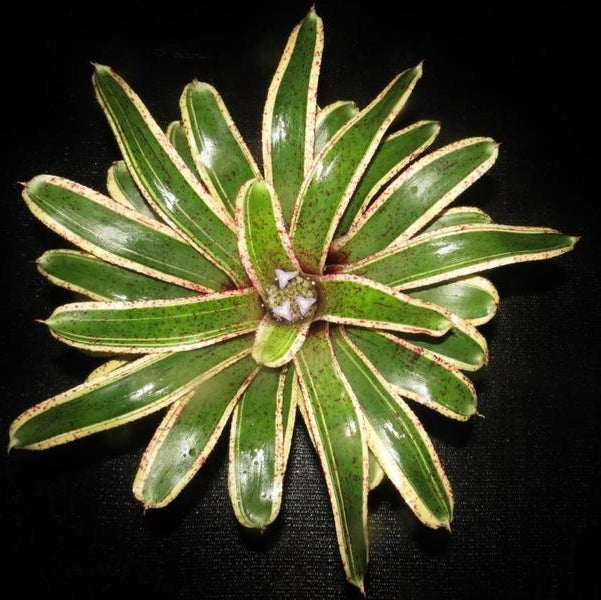 Neoregelia 'Potpourri' | Bromeliad Paradise