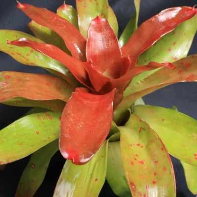 Neoregelia 'Powder Puff' (orange) | Bromeliad Paradise