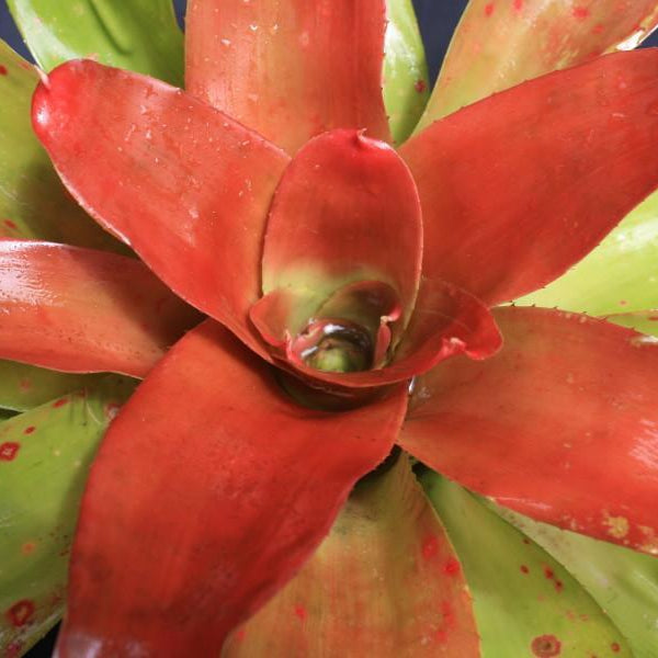 Neoregelia 'Powder Puff' (orange) | Bromeliad Paradise