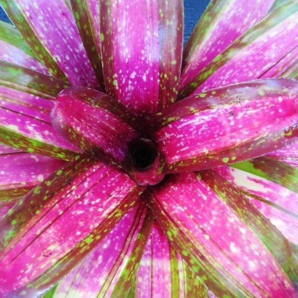 Neoregelia 'Predatress' | Bromeliad Paradise