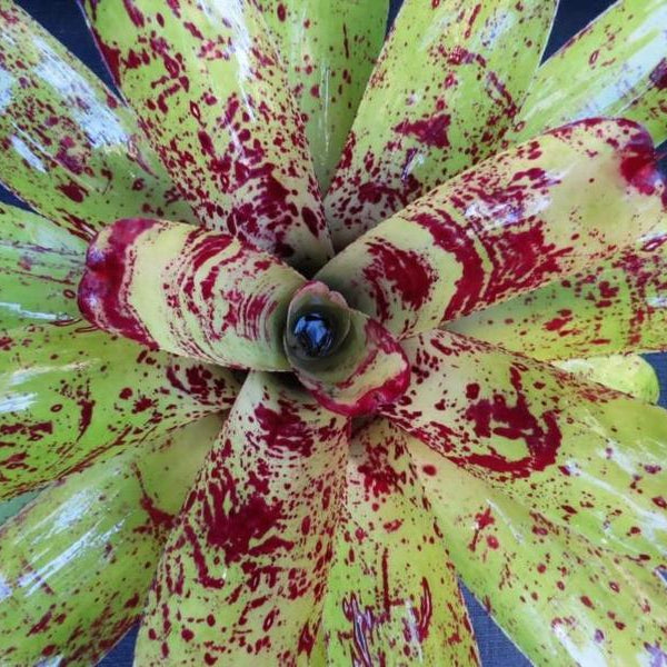 Neoregelia 'Prince Kuhio'