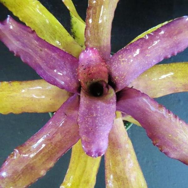 Neoregelia princeps X 'Peggy Pollard' | Bromeliad Paradise
