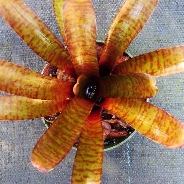 Neoregelia punctatissima rubra