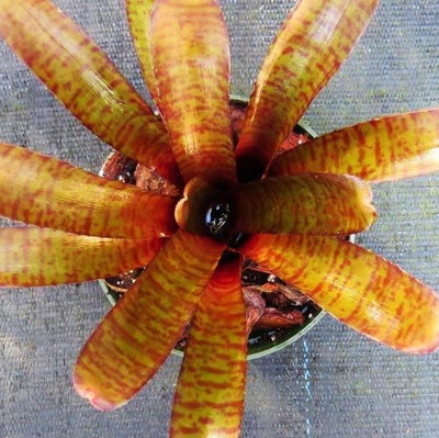 Neoregelia punctatissima rubra | Bromeliad Paradise