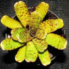 Neoregelia punctatissima (yellow) cv. banded form | Bromeliad Paradise