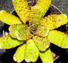 Neoregelia punctatissima (yellow) cv. banded form | Bromeliad Paradise