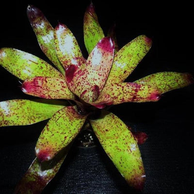 Neoregelia 'Purpes' | Bromeliad Paradise