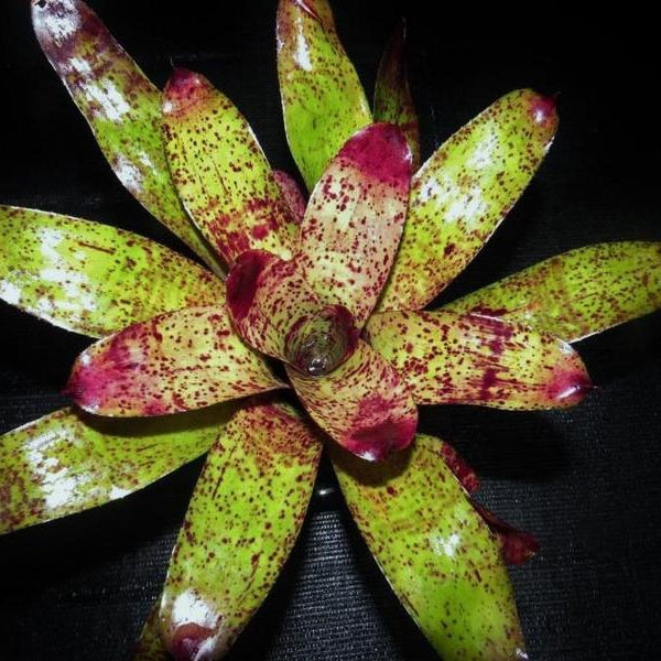 Neoregelia 'Purpes' | Bromeliad Paradise