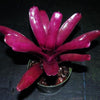 Neoregelia 'Purple Fireball' | Bromeliad Paradise