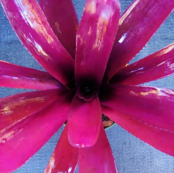 Neoregelia 'Purple Fireball'