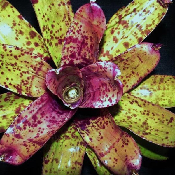 Neoregelia 'Purple Jaguar'