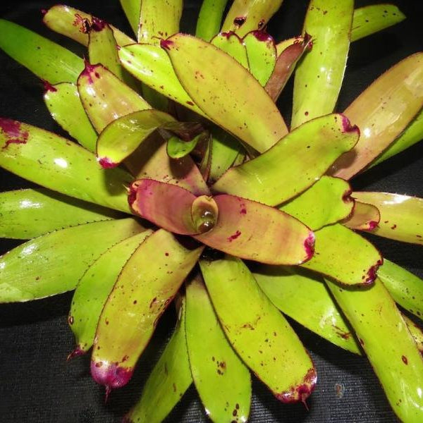 Neoregelia 'Purple Rain' | Bromeliad Paradise