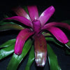 Neoregelia 'Purple Star' | Bromeliad Paradise