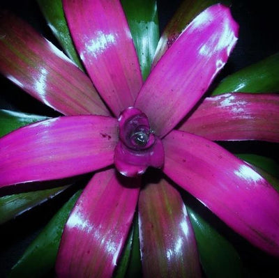 Neoregelia 'Purple Star' | Bromeliad Paradise
