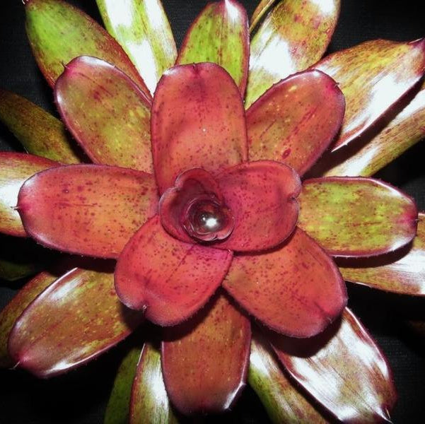 Neoregelia 'Purple Star' X 'Blueberry Tart' | Bromeliad Paradise