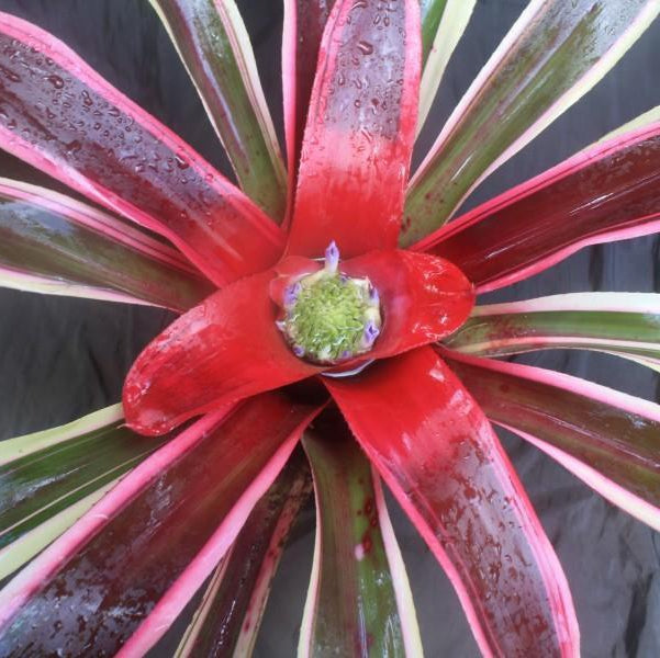 Neoregelia 'Raphael' | Bromeliad Paradise