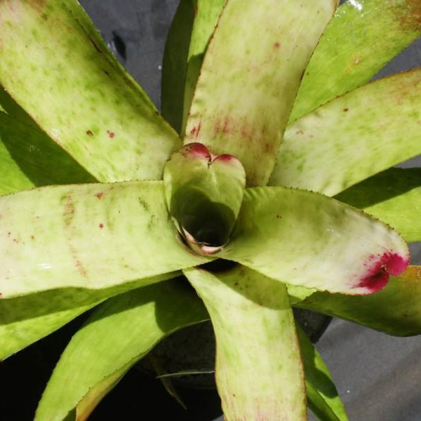 Neoregelia 'Red Cream Delight' | Bromeliad Paradise