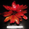 Neoregelia 'Red October' | Bromeliad Paradise