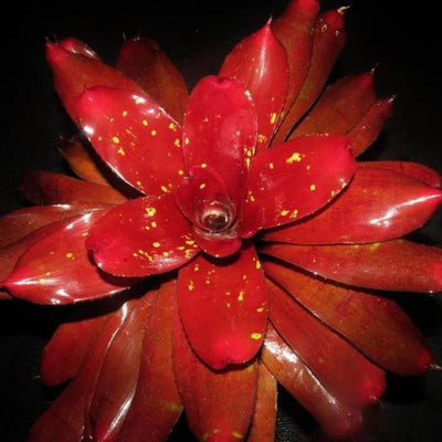 Neoregelia 'Red October' | Bromeliad Paradise