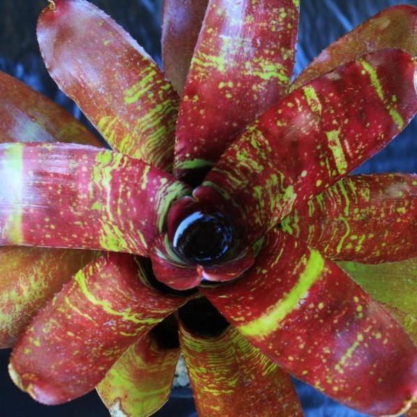 Neoregelia 'Red River' | Bromeliad Paradise