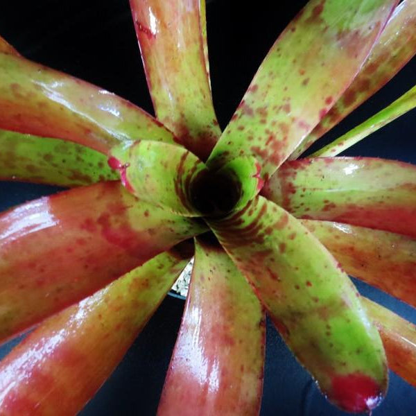 Neoregelia 'Red Wave' | Bromeliad Paradise