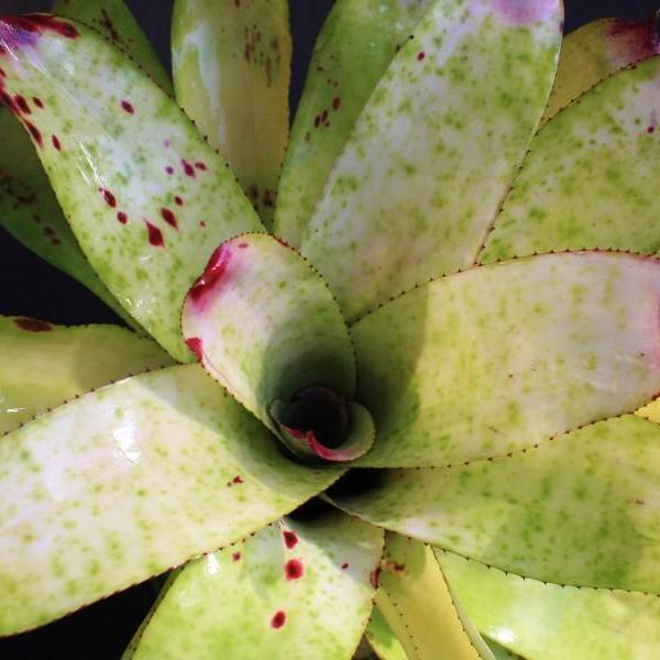 Neoregelia 'Rich Whipped Cream' | Bromeliad Paradise
