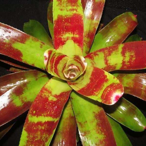 Neoregelia 'Ring of Fire' | Bromeliad Paradise