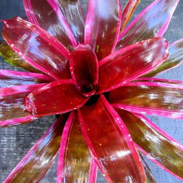 Neoregelia 'Royal Burgundy Supreme' | Bromeliad Paradise