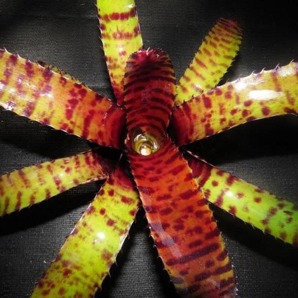 ブロメリア・エアープランツ Neoregelia Sun Fine Tiger Neoregelia Moon Rainbow × Carcharodon Tiger 【artPLANTs