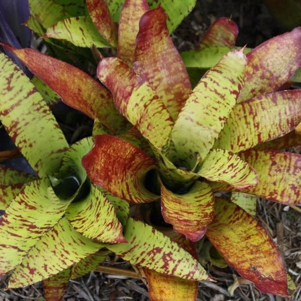 Neoregelia rubrovitta | Bromeliad Paradise