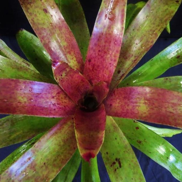 Neoregelia 'Sapphire' | Bromeliad Paradise