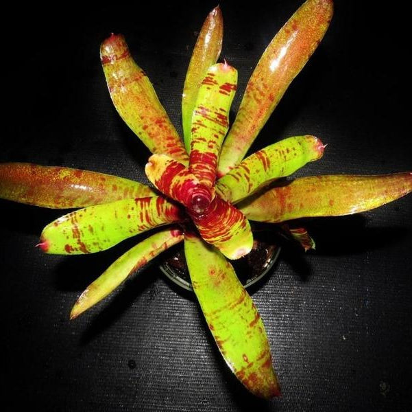 Neoregelia 'Screaming Tiger' | Bromeliad Paradise