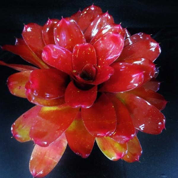 Neoregelia 'Seeing Red' | Bromeliad Paradise