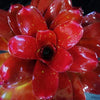 Neoregelia 'Seeing Red' | Bromeliad Paradise