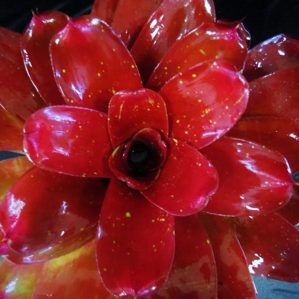 Neoregelia 'Seeing Red' | Bromeliad Paradise