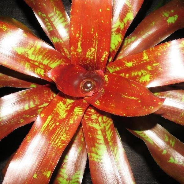 Neoregelia 'Shameless Red' | Bromeliad Paradise