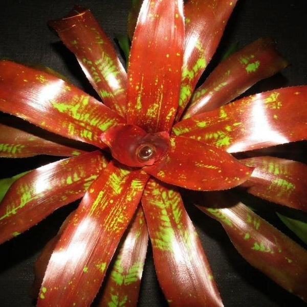 Neoregelia 'Shameless Red' | Bromeliad Paradise