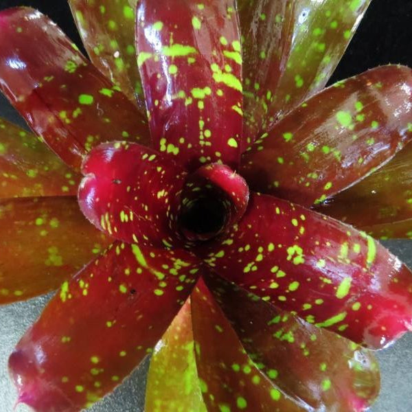 Neoregelia 'Sharlock' | Bromeliad Paradise