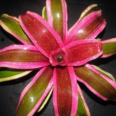 Neoregelia 'Shocking Pink' Albo Marginated | Bromeliad Paradise