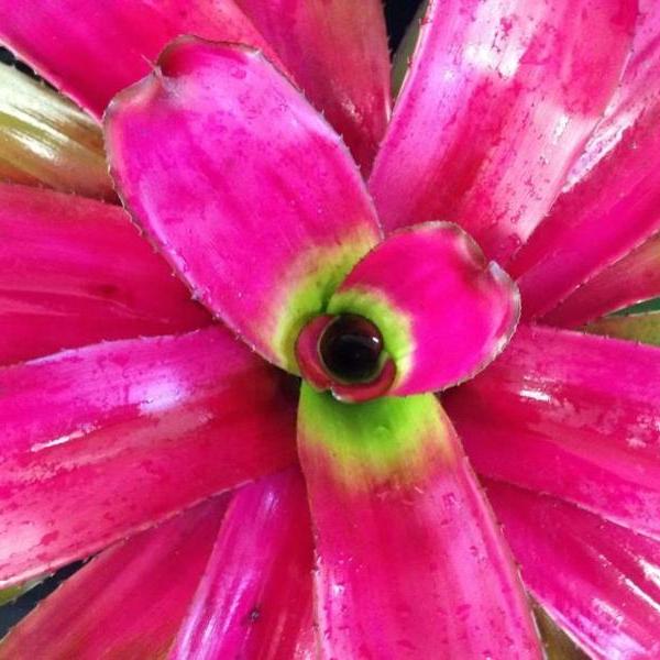 Neoregelia 'Shocking Pink' - Bromeliad Paradise