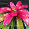 Neoregelia 'Shocking Pink' | Bromeliad Paradise