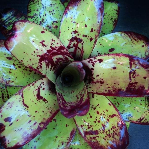 Neoregelia 'Silver Chalice' | Bromeliad Paradise