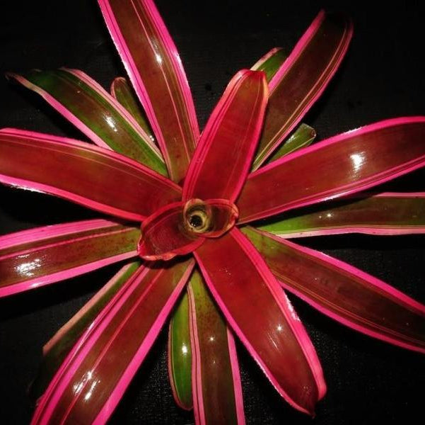 Neoregelia 'Skotak's cruenta Hybrid #6' | Bromeliad Paradise