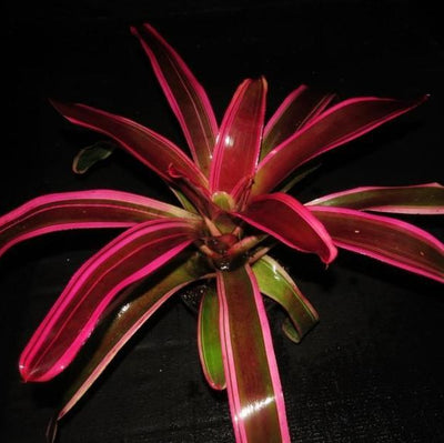 Neoregelia 'Skotak's cruenta Hybrid #6' | Bromeliad Paradise