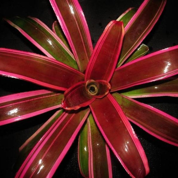 Neoregelia 'Skotak's cruenta Hybrid #6'