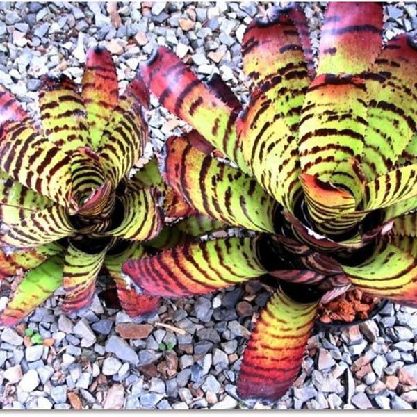 ブロメリア・エアープランツ Neoregelia Carcharodon Tiger fa194874084e1302371ef1a41b0abf