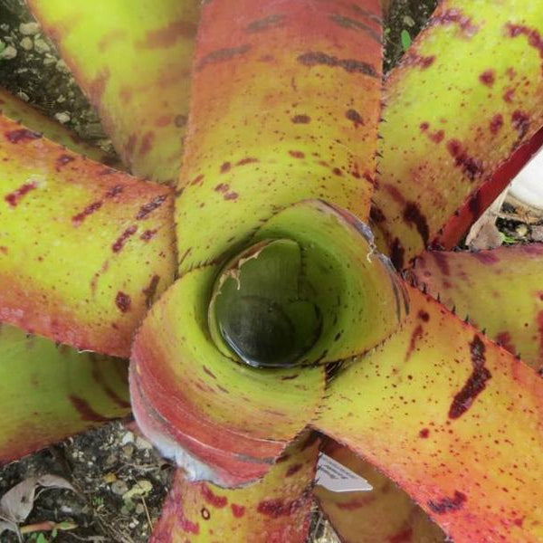 Neoregelia 'Skotak's Tiger' aka carcharodon 'Tiger' - Bromeliad Paradise