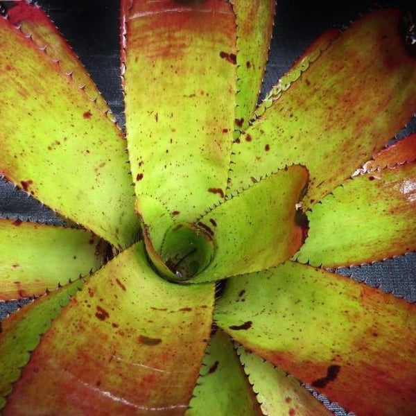 Neoregelia 'Skotak's Tiger' x 'Heart's Music' | Bromeliad Paradise