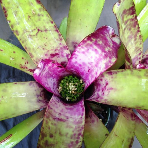 Neoregelia smithii | Bromeliad Paradise