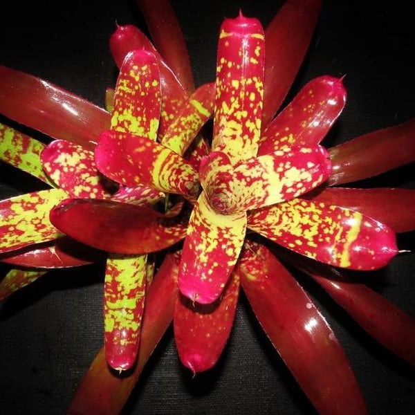Neoregelia 'Spanish Sunset'' | Bromeliad Paradise